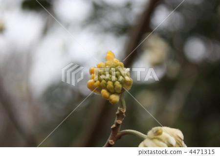 Mitsumata Mitsumata 4471315