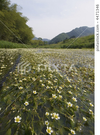 Baikamo flowers in full bloom, Baikamo flowers blooming in a clear stream, Baikamo colonies, Hyogo Prefecture tourist spots, summer images 4471346