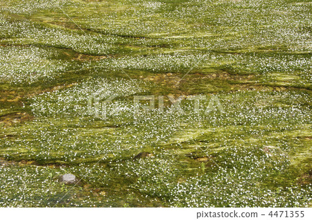 Baikamo flowers in full bloom, Baikamo flowers blooming in a clear stream, Baikamo clusters, Early summer flowers, Summer image, Background material Baikamo flowers in full bloom, Baikamo flowers blooming in a clear stream, Baikamo clusters, Early summer flowers, Summer image, Background material 4471355