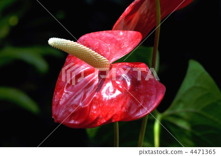 Large red fan 4471365