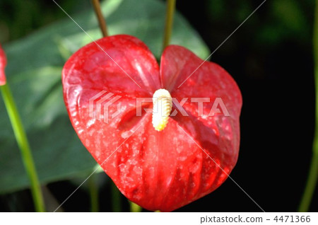 Large red fan Large red fan 4471366