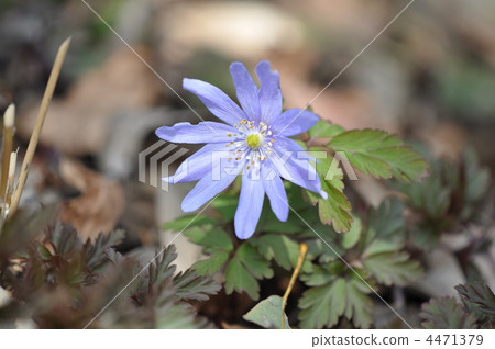 海葵pseudoaltaica 4471379