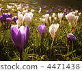 Spring has arrived 4471438