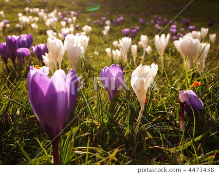 Spring has arrived Spring has arrived 4471438