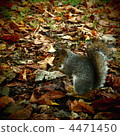 Autumn of appetite 4471450