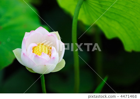 Lotus flower  4471468