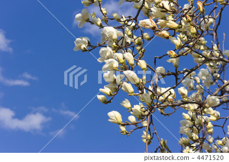 Magnolia Magnolia 4471520