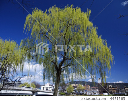 哭泣的垂柳 鴨川 出芽 4471565