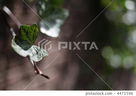 艾維的葉子圖片1 4471598