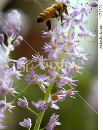 Turbo and honey bees Turbo and honey bees 4471701