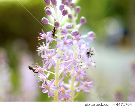 Torvo and Ali 4471704