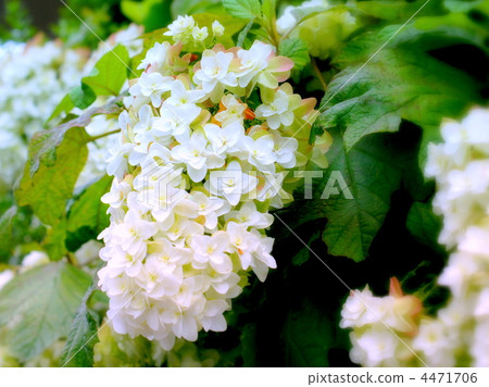 The beginning of autumn leaves of Kashiwaba pine (Yae) The beginning of autumn leaves of Kashiwaba pine (Yae) 4471706