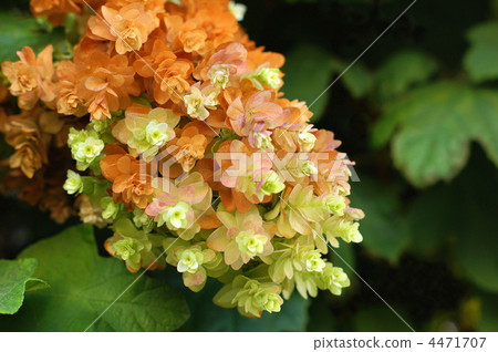 柏葉松（Yae）的秋葉 4471707