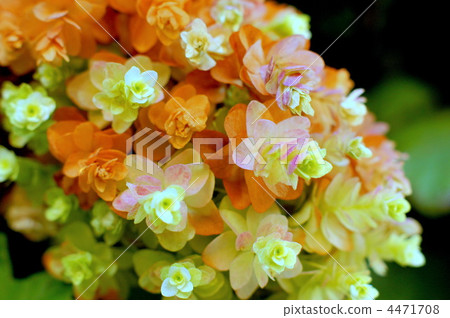 Autumn leaves of Kashiwaba pine (Yae) 4471708