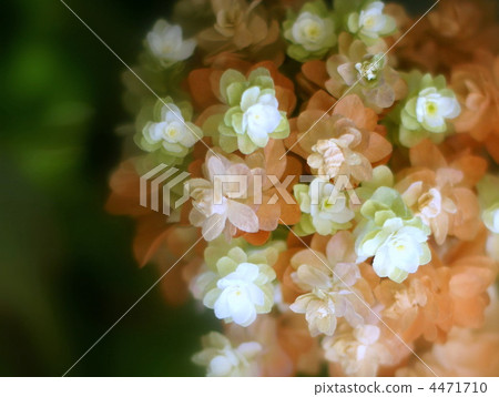 柏葉松（Yae）的秋葉 4471710