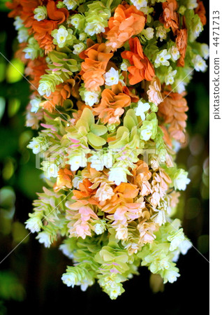 柏葉松（Yae）的秋葉 4471713