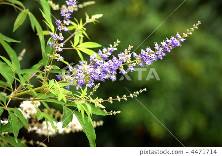 胡蘿蔔胡蘿蔔 4471714