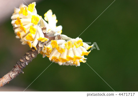 Mitsumata (Yellow) Mitsumata (Yellow) 4471717