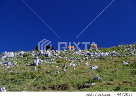 range cattle, shikoku karst, karst plateau 4472025