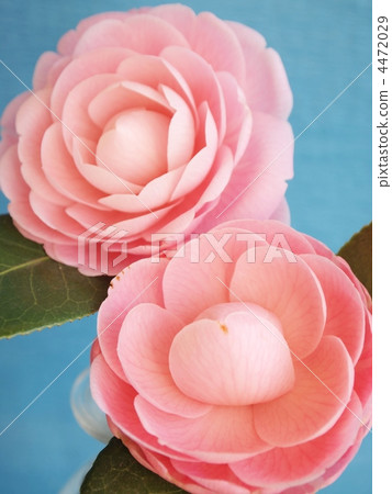 日本山茶雙花 山茶花 日本山茶 4472029