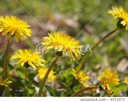 Canned dandelion 4472075