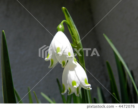 Snowflake (Suzuran Narcissus) 4472076