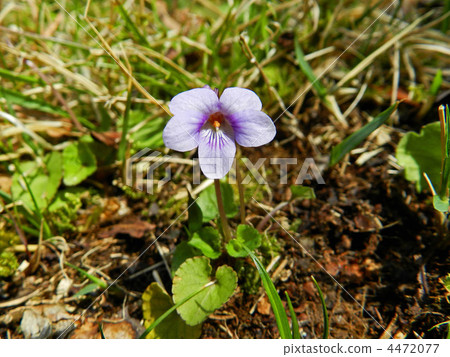 Tachibukkosumire (standing tsubosaki) 4472077