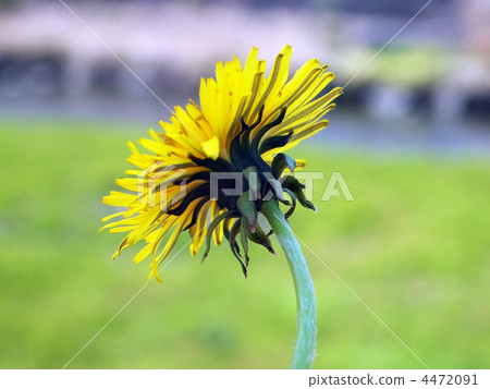 西洋蒲公英 4472091