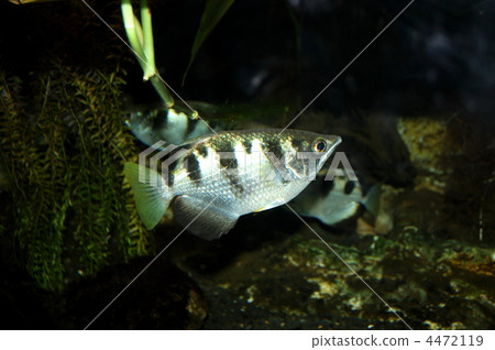 射水魚 射水魚 4472119
