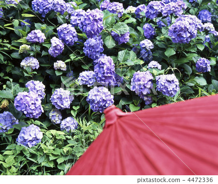 Hydrangea and snake eye umbrella Hydrangea and snake eye umbrella 4472336