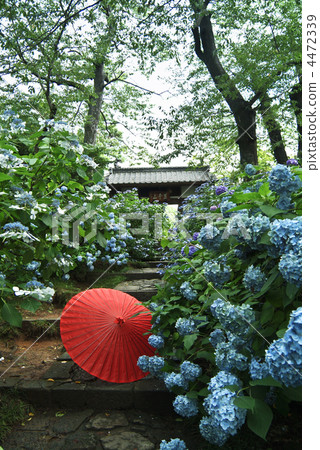 Hydrangea of Fukusera 4472339