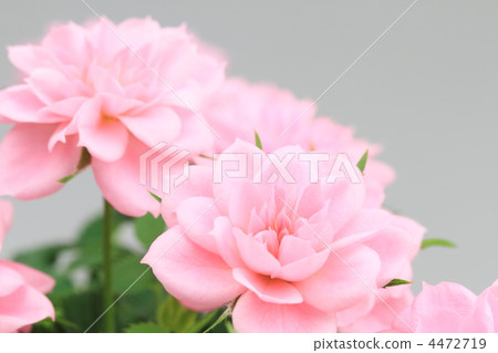 迷你玫瑰 4472719