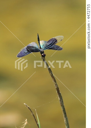 一隻常備的蝴蝶♂ 一隻常備的蝴蝶♂ 4472755