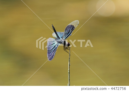 一隻常備的蝴蝶♂ 4472756