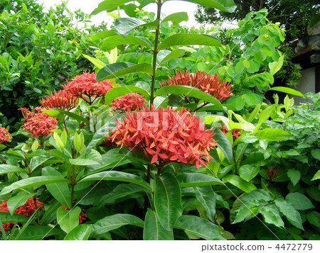 開花在熱帶的紅色小禱告~Taketomijima 4472779
