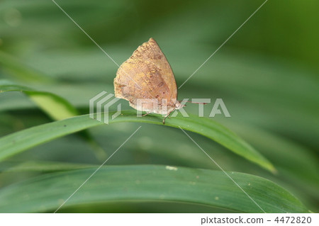 Murashiki Sajimi 4472820