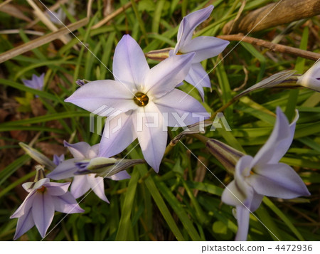spring star flower, spring star-flower, spring star 4472936
