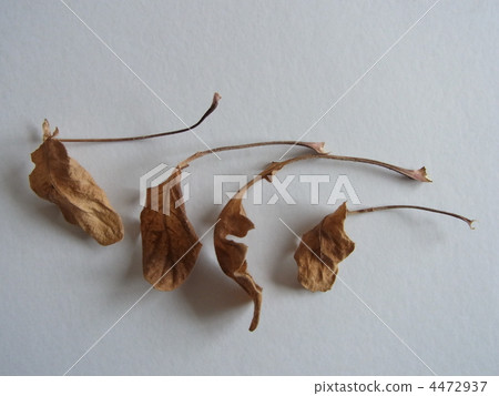 Dead leaves Dead leaves 4472937