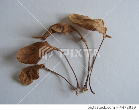 Dead leaves Dead leaves 4472939