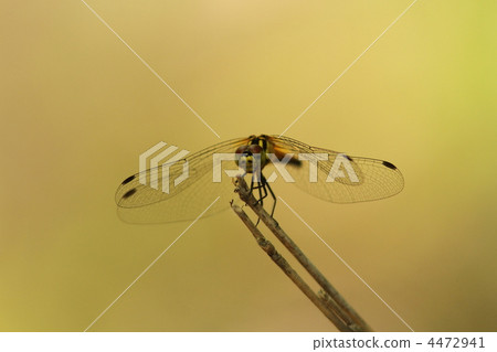 Himeakane♀ 4472941