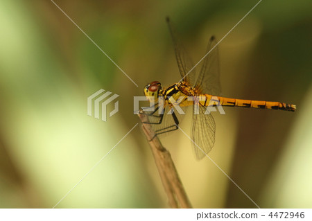 Himeakane ♀ 4472946