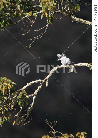 冠魚狗 冠魚狗 4472981