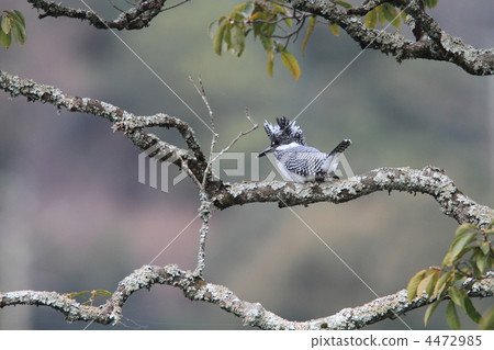 冠魚狗 冠魚狗 4472985