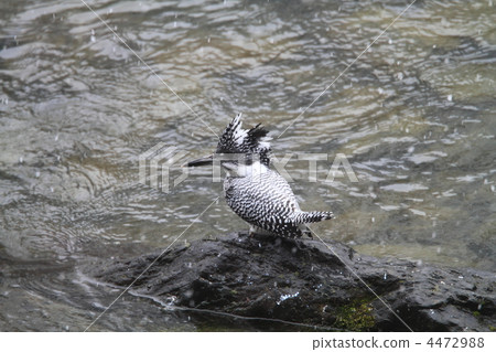冠魚狗 冠魚狗 4472988