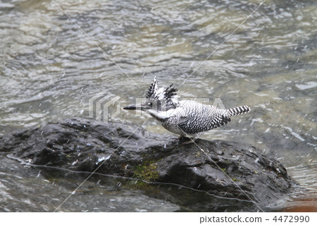 冠魚狗 冠魚狗 4472990