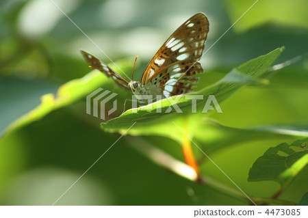 Asamama Ichimonji 4473085