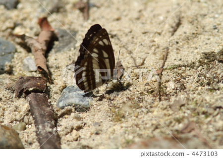 Komisuji Komisuji 4473103