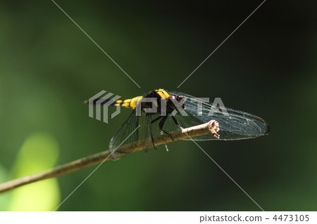 Coconut shell fish 4473105