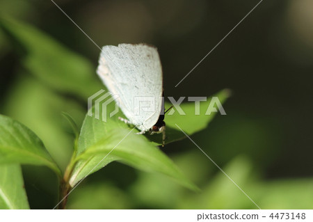 Uragine簡潔 4473148