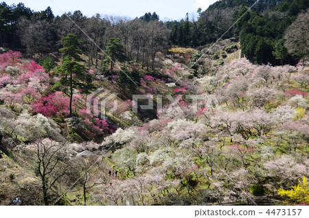 白梅花 山林 青李 4473157